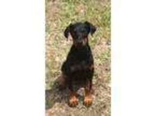 Doberman Pinscher Puppy for sale in Lovelady, TX, USA