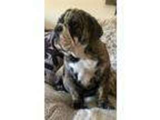 Bulldog Puppy for sale in Tempe, AZ, USA