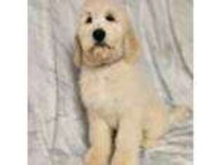 Goldendoodle Puppy for sale in Middlesex, NJ, USA
