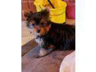 Yorkshire Terrier Puppy for sale in Larrabee, IA, USA