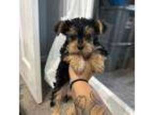 Yorkshire Terrier Puppy for sale in La Plata, MD, USA