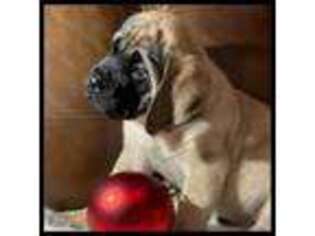 Mastiff Puppy for sale in Fredericktown, OH, USA