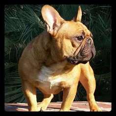 French Bulldog Puppy for sale in Moselle, MS, USA