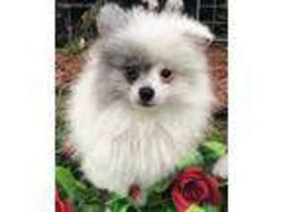 Pomeranian Puppy for sale in Wadsworth, OH, USA