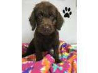 Labradoodle Puppy for sale in Long Grove, IL, USA