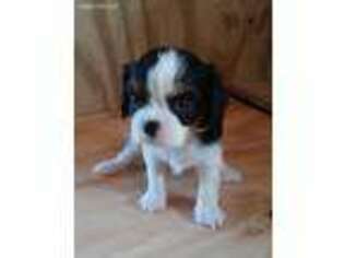 Cavalier King Charles Spaniel Puppy for sale in Huntland, TN, USA