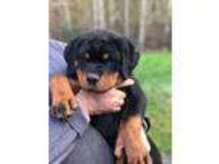 Rottweiler Puppy for sale in Grapeview, WA, USA