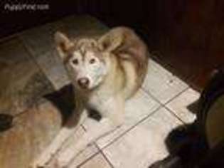 Siberian Husky Puppy for sale in Corvallis, OR, USA