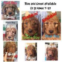 Goldendoodle Puppy for sale in Highland, CA, USA