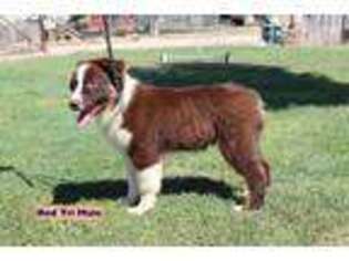 Australian Shepherd Puppy for sale in Bakersfield, CA, USA