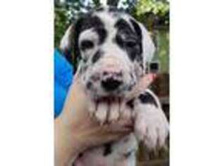 Great Dane Puppy for sale in Chicopee, MA, USA