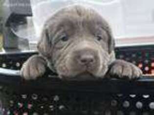 Labrador Retriever Puppy for sale in Clinton, SC, USA