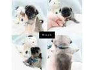 Pug Puppy for sale in West Alexandria, OH, USA