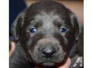 Labrador Retriever Puppy for sale in COAL CENTER, PA, USA