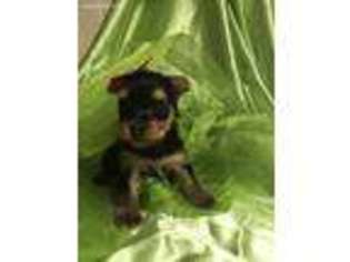 Yorkshire Terrier Puppy for sale in Coalgate, OK, USA