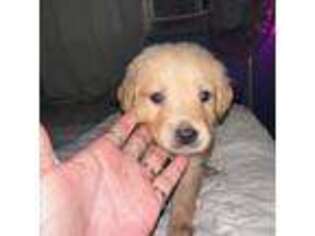 Golden Retriever Puppy for sale in Waianae, HI, USA