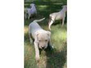 Dogo Argentino Puppy for sale in Texarkana, TX, USA