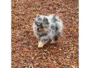 Pomeranian Puppy for sale in Eugene, OR, USA