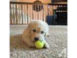 Labradoodle Puppy for sale in SAINT JOSEPH, MI, USA