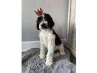 Saint Berdoodle Puppy for sale in Hillsboro, OR, USA