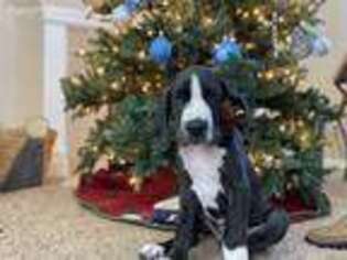 Great Dane Puppy for sale in Round Rock, TX, USA