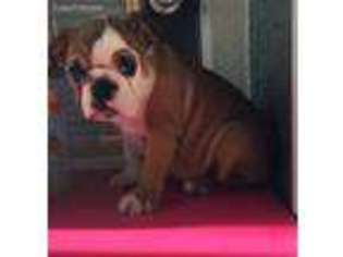 Bulldog Puppy for sale in Orlando, FL, USA