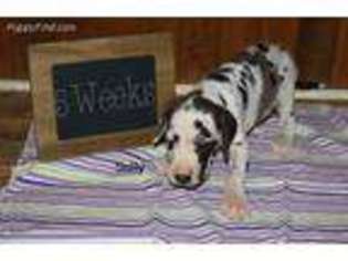 Great Dane Puppy for sale in Seaford, DE, USA