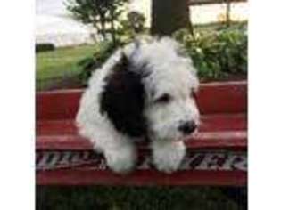 Saint Berdoodle Puppy for sale in Kokomo, IN, USA