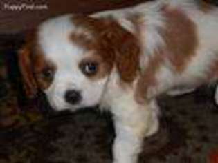 Cavalier King Charles Spaniel Puppy for sale in Elizabeth, AR, USA