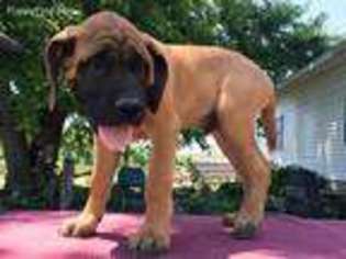 Mastiff Puppy for sale in Nappanee, IN, USA