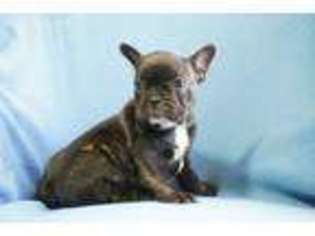 French Bulldog Puppy for sale in Greenville, MI, USA