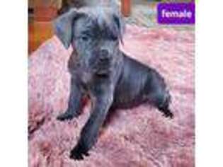 Cane Corso Puppy for sale in Warminster, PA, USA