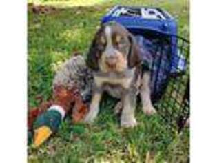 Bluetick Coonhound Puppy for sale in Stokesdale, NC, USA