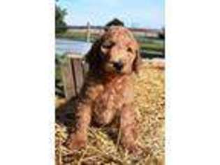 Goldendoodle Puppy for sale in Blissfield, MI, USA