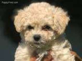 Mutt Puppy for sale in Westbury, NY, USA
