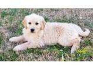 Golden Retriever Puppy for sale in Rockwall, TX, USA