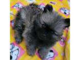 Pomeranian Puppy for sale in Denton, TX, USA
