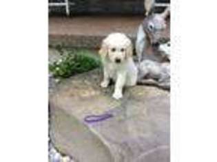 Mutt Puppy for sale in Jamestown, KY, USA