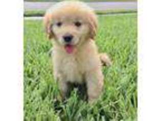 Golden Retriever Puppy for sale in Riverhead, NY, USA