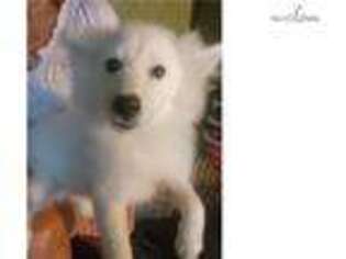 American Eskimo Dog Puppy for sale in Beaumont, TX, USA