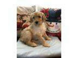 Goldendoodle Puppy for sale in Urbana, IL, USA