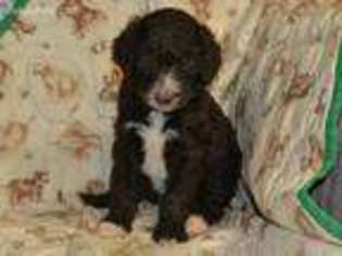 Mutt Puppy for sale in Franklin, KY, USA