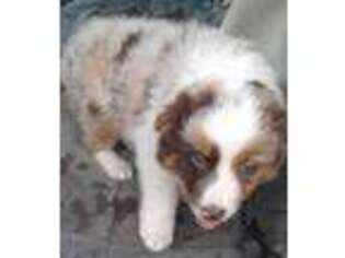 Australian Shepherd Puppy for sale in Burlington, NC, USA