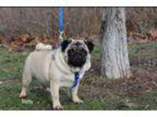 Pug Puppy for sale in Oakwood, IL, USA