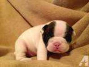 Bulldog Puppy for sale in MECHANICSVILLE, VA, USA