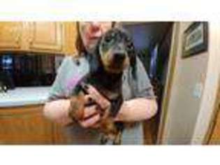 Dachshund Puppy for sale in Topeka, KS, USA