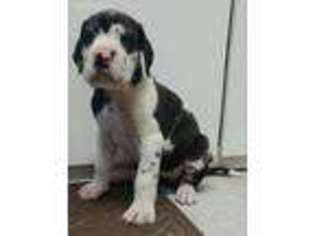 Great Dane Puppy for sale in Fort Pierce, FL, USA