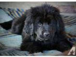 Newfoundland Puppy for sale in FREDERICKSBURG, PA, USA