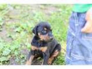 Doberman Pinscher Puppy for sale in Spring Grove, PA, USA