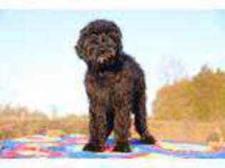 Goldendoodle Puppy for sale in Memphis, TN, USA